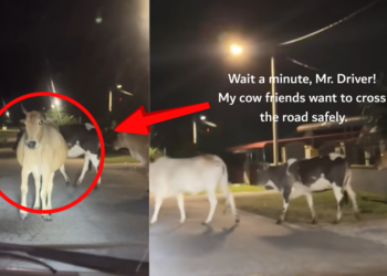 A Cow’s Quiet Stand Stops Traffic and Surprises Drivers at Night