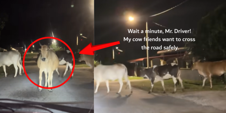 A Cow’s Quiet Stand Stops Traffic and Surprises Drivers at Night