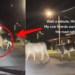 A Cow’s Quiet Stand Stops Traffic and Surprises Drivers at Night