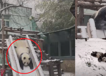 Playful Panda Meng Lan Steals Hearts Sliding Through Snow At Beijing Zoo