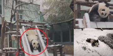 Playful Panda Meng Lan Steals Hearts Sliding Through Snow At Beijing Zoo