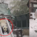 Playful Panda Meng Lan Steals Hearts Sliding Through Snow At Beijing Zoo