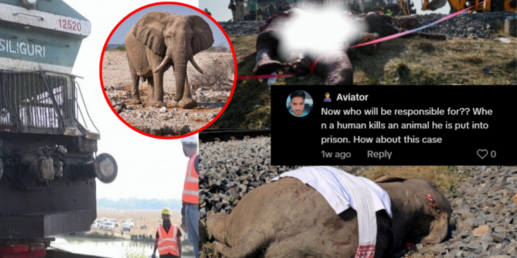 High-Speed Express Train Hits Elephant Herd During Early Morning Track Crossing