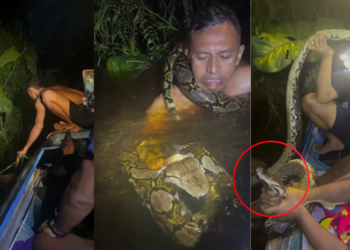 Tour Guide Narrowly Escapes Death After Giant Python Drags Him Underwater in Borneo