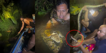 Tour Guide Narrowly Escapes Death After Giant Python Drags Him Underwater in Borneo