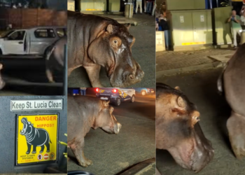 Two Giant Hippos Cause Traffic Chaos on a Busy South African Street