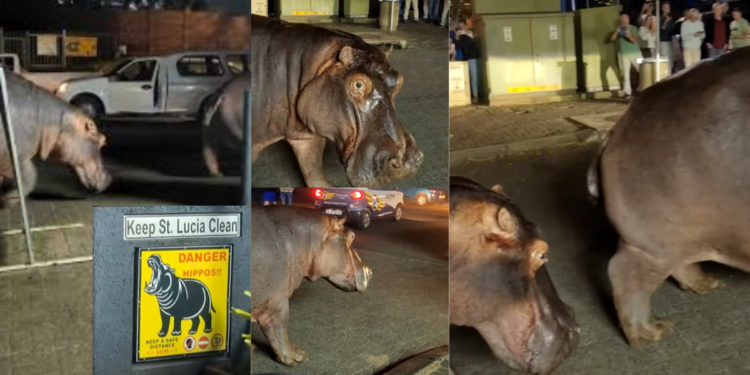 Two Giant Hippos Cause Traffic Chaos on a Busy South African Street