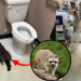 Police Respond to Suspected Break-In, Discover a Raccoon Passed Out in Store Bathroom