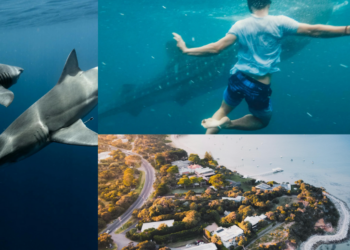 Shark Attacks Two Tourists: Woman Dies, Partner Injured