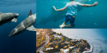 Shark Attacks Two Tourists: Woman Dies, Partner Injured