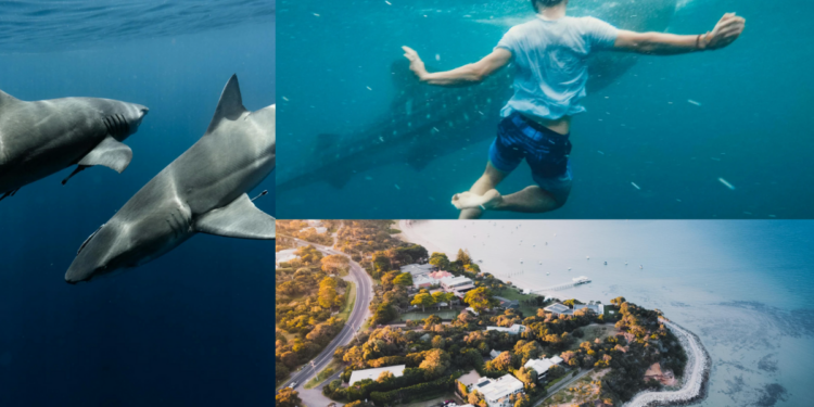 Shark Attacks Two Tourists: Woman Dies, Partner Injured