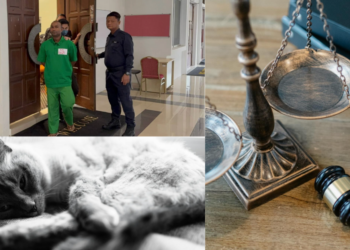 Man Fined RM40,000 for Animal Cruelty After Sodomising Cat in Malaysia