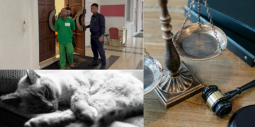 Man Fined RM40,000 for Animal Cruelty After Sodomising Cat in Malaysia