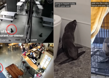 Baby Seal Wanders Into Craft Beer Bar and Hides Under Dishwasher