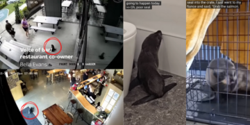 Baby Seal Wanders Into Craft Beer Bar and Hides Under Dishwasher