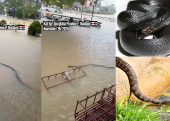 Huge Snake Added to Flood Fears as Southern Thailand Battled Rising Waters