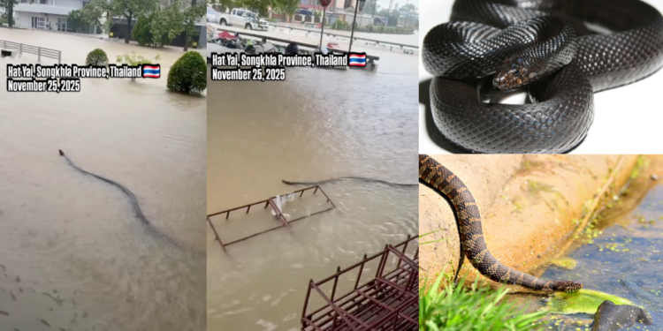 Huge Snake Added to Flood Fears as Southern Thailand Battled Rising Waters
