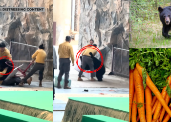 Smell of Carrots and Apples Triggers Black Bear Attack During Hangzhou Safari Park Show