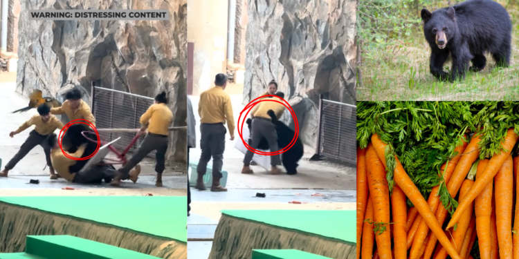 Smell of Carrots and Apples Triggers Black Bear Attack During Hangzhou Safari Park Show