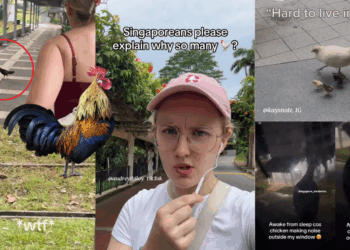 Roosters “Living Rent-Free” in Singapore? Frenchwoman’s TikTok Prompts Online Discussion on Urban Wildlife
