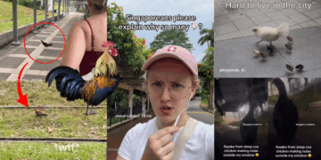 Roosters “Living Rent-Free” in Singapore? Frenchwoman’s TikTok Prompts Online Discussion on Urban Wildlife