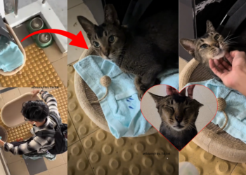 “Cutest Thing Ever”: Singaporean Sets Up a Cozy Bed for Community Cat, Melts Hearts