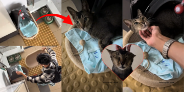 “Cutest Thing Ever”: Singaporean Sets Up a Cozy Bed for Community Cat, Melts Hearts