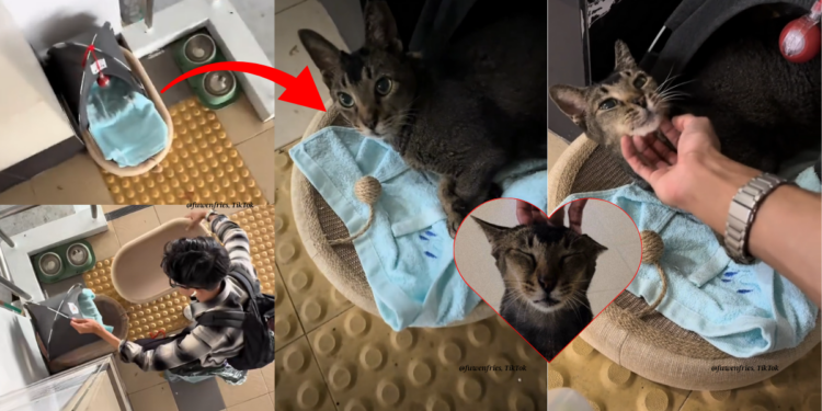 “Cutest Thing Ever”: Singaporean Sets Up a Cozy Bed for Community Cat, Melts Hearts