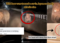 Wild Bear Charges Moving Car in Japan as Deadly Encounters Rise