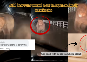 Wild Bear Charges Moving Car in Japan as Deadly Encounters Rise