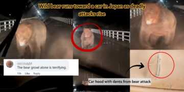 Wild Bear Charges Moving Car in Japan as Deadly Encounters Rise