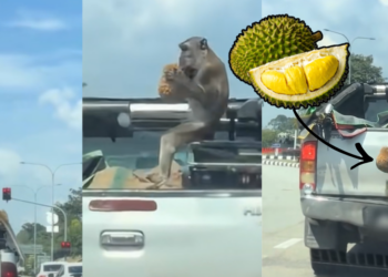 Hungry Monkey’s Daylight Durian Heist From Pickup Truck Stuns Malaysian Onlookers