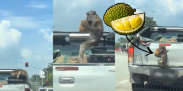 Hungry Monkey’s Daylight Durian Heist From Pickup Truck Stuns Malaysian Onlookers
