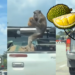 Hungry Monkey’s Daylight Durian Heist From Pickup Truck Stuns Malaysian Onlookers