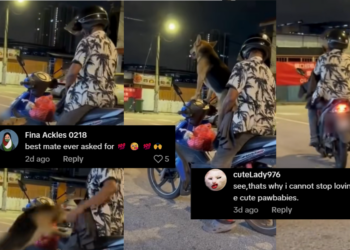 Motorcycle Ride Turns Heartwarming as Dog Joins Owner Like a Beloved Child