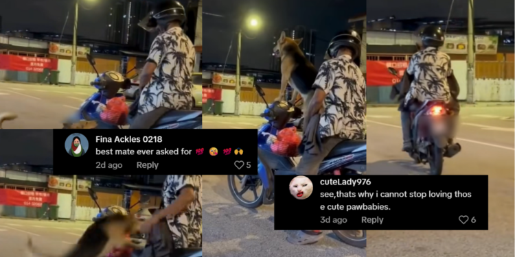 Motorcycle Ride Turns Heartwarming as Dog Joins Owner Like a Beloved Child