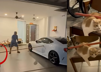 Calm Kuala Lumpur Cat Steals Attention While Holding Pole During Porch Pickleball Game