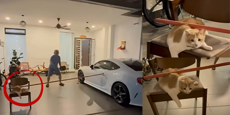 Calm Kuala Lumpur Cat Steals Attention While Holding Pole During Porch Pickleball Game