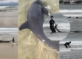 Man’s Dolphin Rescue in Kota Kinabalu Turns Viral, Triggers Probe