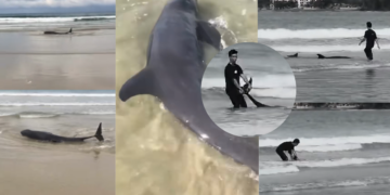 Man’s Dolphin Rescue in Kota Kinabalu Turns Viral, Triggers Probe