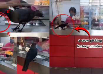 Crow Spotted Picking Lottery Numbers Sparks Curiosity Among Onlookers Online
