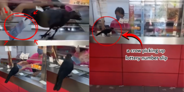 Crow Spotted Picking Lottery Numbers Sparks Curiosity Among Onlookers Online