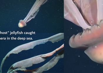 Rare Ghost Of The Deep Sea Appears In Stunning Underwater Footage