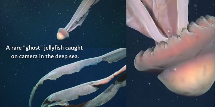 Rare Ghost Of The Deep Sea Appears In Stunning Underwater Footage