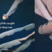 Rare Ghost Of The Deep Sea Appears In Stunning Underwater Footage