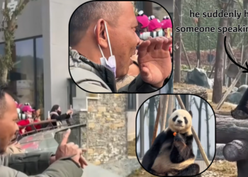 Former Malaysian Panda Caretaker Reunites With Xing Xing After Years Apart in China