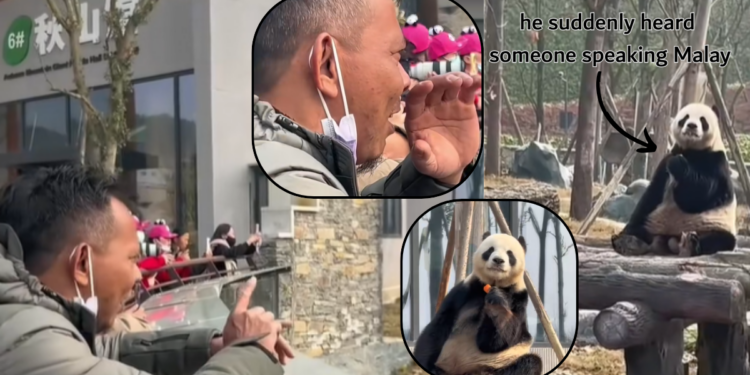 Former Malaysian Panda Caretaker Reunites With Xing Xing After Years Apart in China
