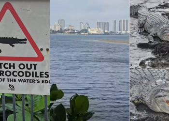 Warning Sign Says ‘Watch Out for Crocodiles’—And There’s One Right Below It