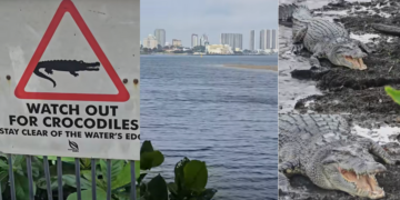 Warning Sign Says ‘Watch Out for Crocodiles’—And There’s One Right Below It