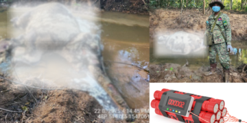 Mother Elephant and Newborn Calf Killed by Thai Bomb in Cambodia